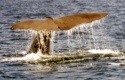 Highlight for Album: Whale watching