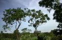Highlight for Album: The Pantanal