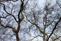Branches