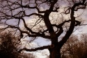 Dark tree