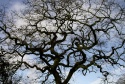 Spider tree