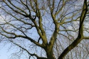 The park has many trees...