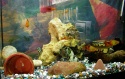 Fish tank full of platys