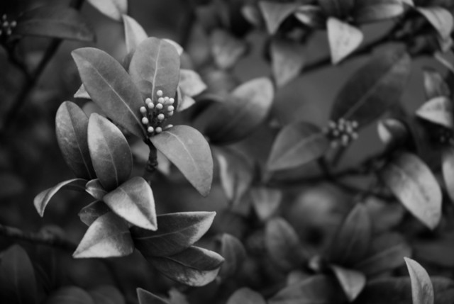 Black & White
